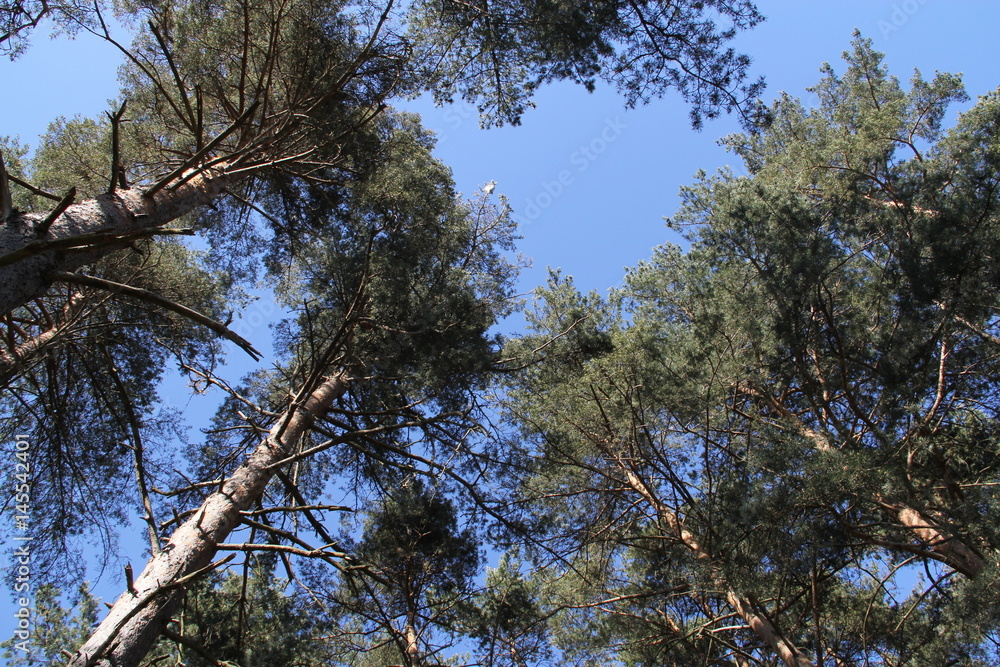 Obraz premium forêt de pin