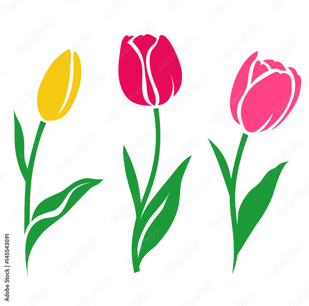 Fototapeta Zestaw kolorowych tulipan sylwetka. Ilustracji wektorowych. Kolekcja dekoracyjnych kwiatów