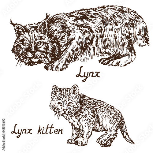 Lynx (bobcat) and kitten (cub), hand drawn doodle, sketch in pop art style, vector illustration