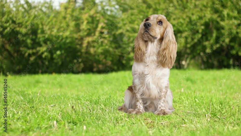 English Cocker Spaniel looks around on the green lawn English Cocker Spaniel looks around on the green lawn