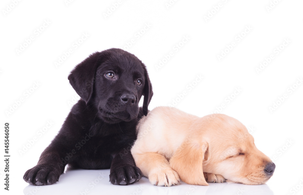 yellow labrador retriever puppy sleeping next to its brother yellow labrador retriever puppy sleeping next to its brother
