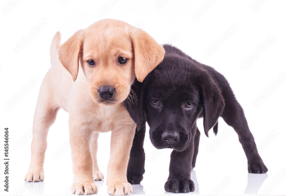two curious little labrador puppies standing together two curious little labrador puppies standing together