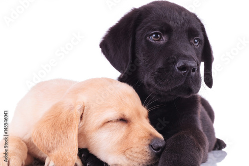 closeup picture of two adorable labrador retriever puppies resting together