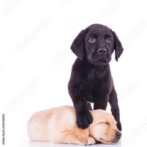 Fototapeta Naklejka Na Ścianę i Meble -  little black labrador standing with paw on sleeping puppy's head