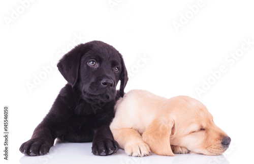 Fototapeta Naklejka Na Ścianę i Meble -  yellow labrador retriever puppy sleeping next to its brother