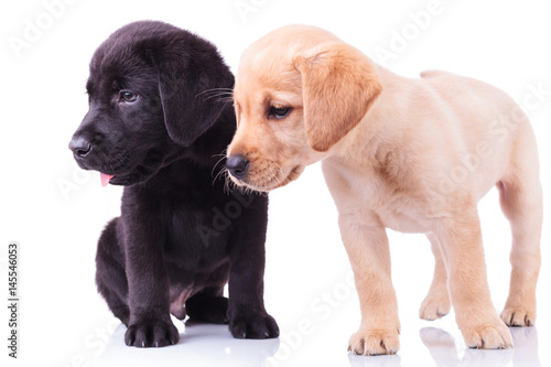 Fototapeta Naklejka Na Ścianę i Meble -  side view of two cute labrador retriever puppies looking away
