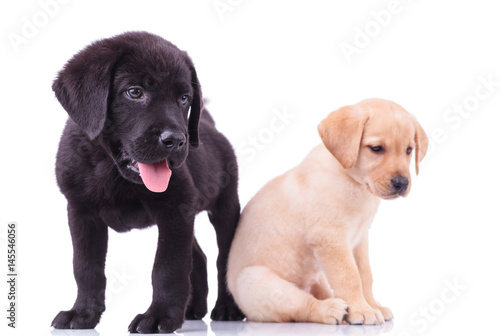 Fototapeta Naklejka Na Ścianę i Meble -  two cute labrador puppies