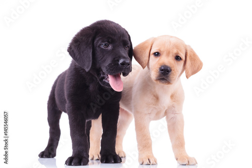 two cute labrador puppies on white background