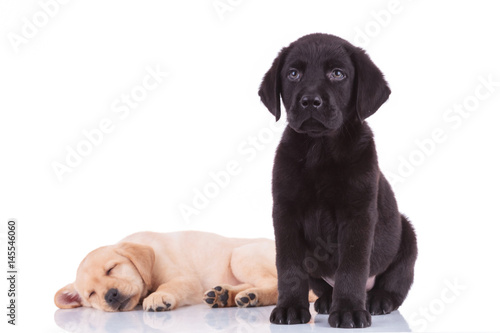 black labrador retriever puppy sitting in front of sleeping brother