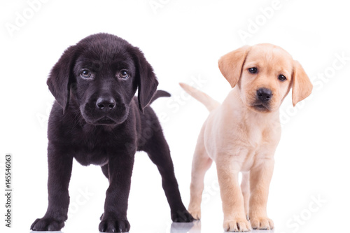 two curious little labrador retriever puppies standing