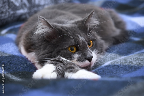 Fototapeta Naklejka Na Ścianę i Meble -  A calm cat is lying on a blanket. Norwegian forest species