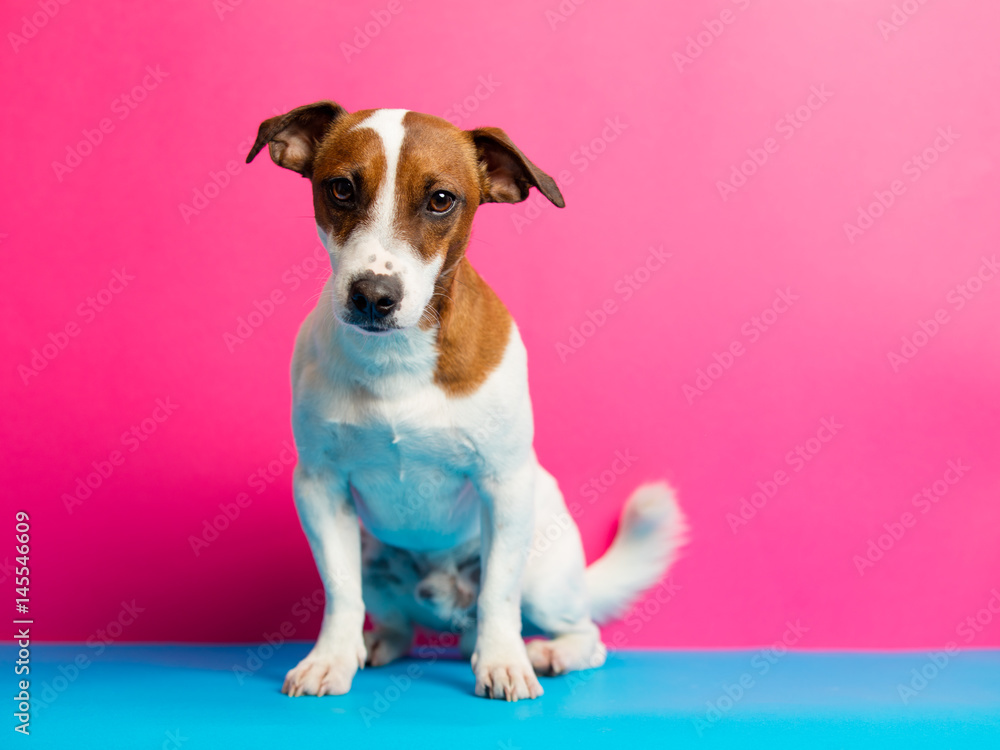 photo of cute jack russel terrier on the wonderful pink studio background