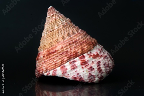Close up beautiful colorful sea shell of marine gastropod mollusk Turban snail (Turbinidae, Top Snail, Pyramid Snail) on black background. Macro, detail view. Summer concept. 