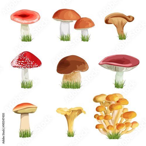 set of nine mushrooms with grass