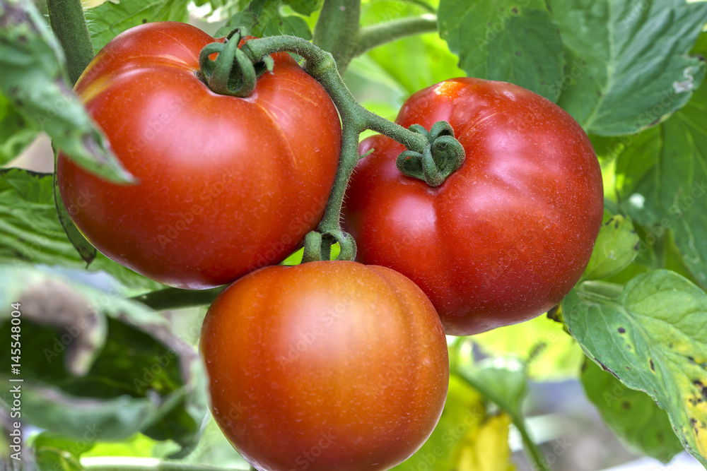 Many tomatoes growing on the fence in a green house