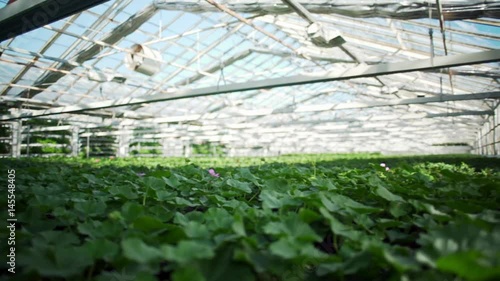 Fresh herbs growing in pots, in a greenhouse