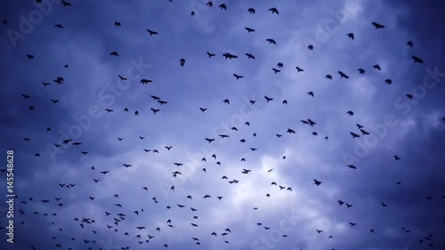 flying flock of birds among the cloud sky