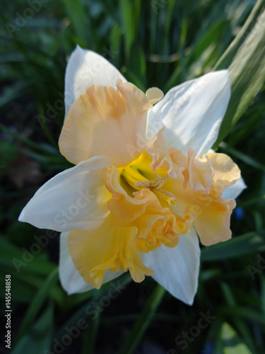 Fototapeta Naklejka Na Ścianę i Meble -  beautiful daffodils blooming in the flowerbed in spring Sunny day