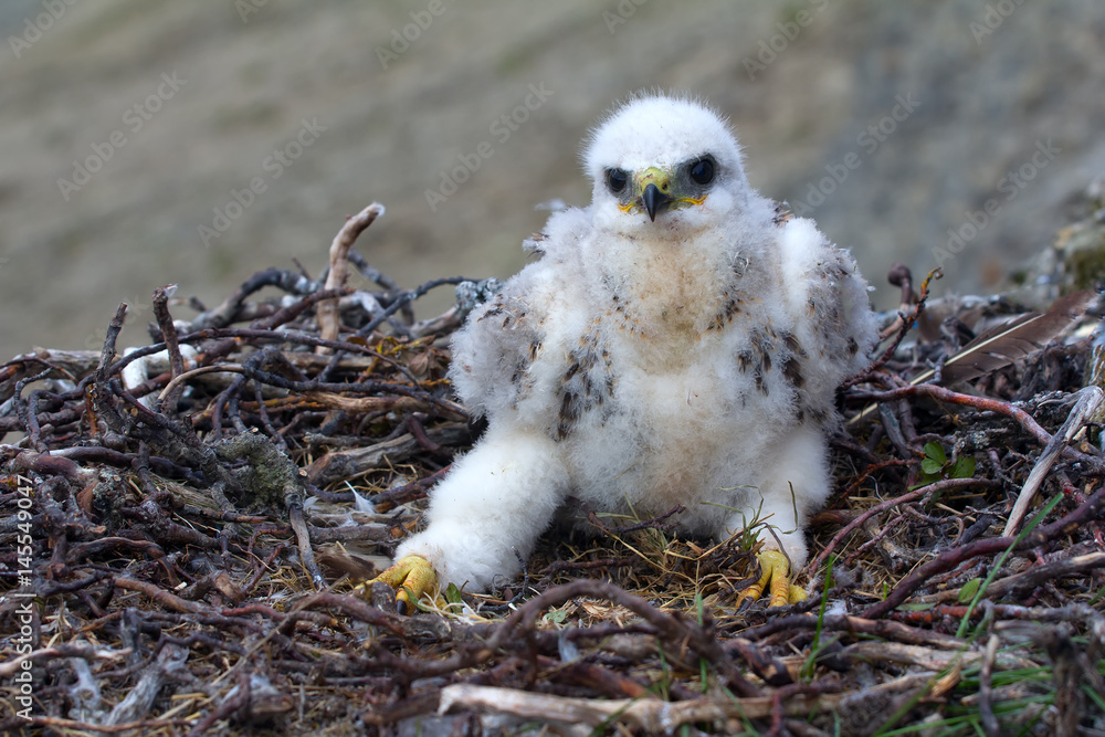 Fototapeta premium rough-legged Buzzard chick in nest on cliff on tundra river