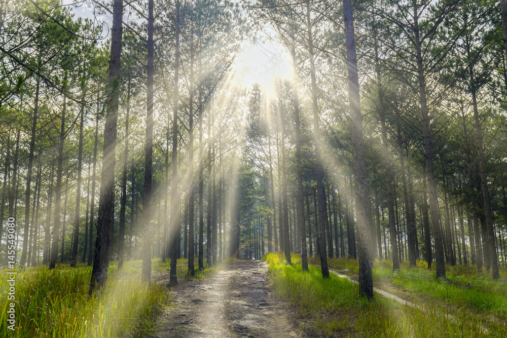 Naklejka premium Morning in the beautiful pine forest sunny on the path leading into the mysterious forest