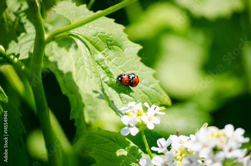 Mating ladybug in green leaves closeup. Bright spring nature. © vratskykh_olga