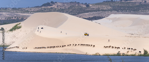 Muine, Vietnam - March 30th, 2017: Cows migrate through the white sand hills at noon in the amazement of visitors are visiting the landscape in Muine, Vietnam