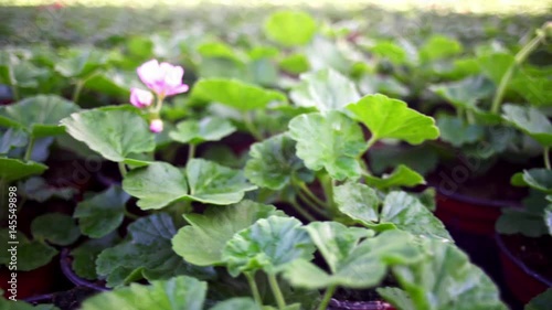 Fresh herbs growing in pots, in a greenhouse