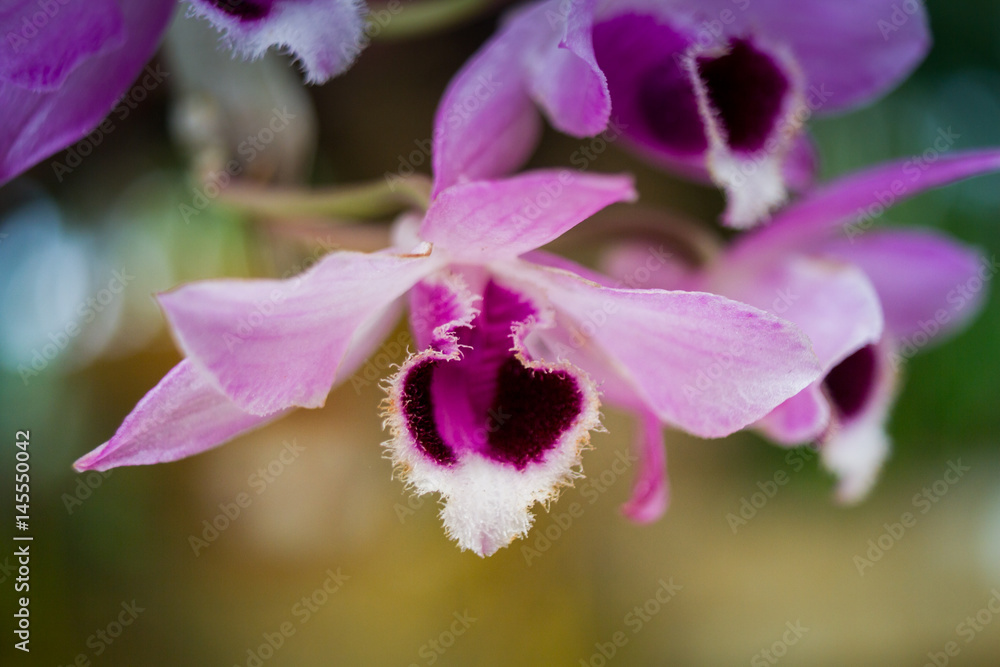 Obraz premium Orchid Flowers Blooming / Beautiful Of Orchid Flowers Blooming In The Garden.