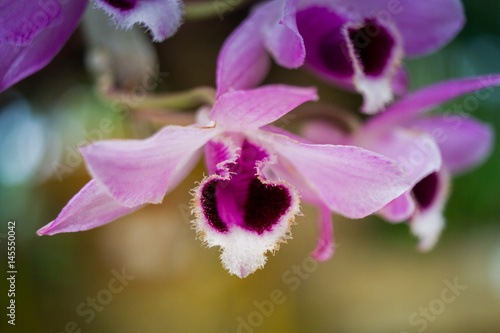 Orchid Flowers Blooming / Beautiful Of Orchid Flowers Blooming In The Garden.