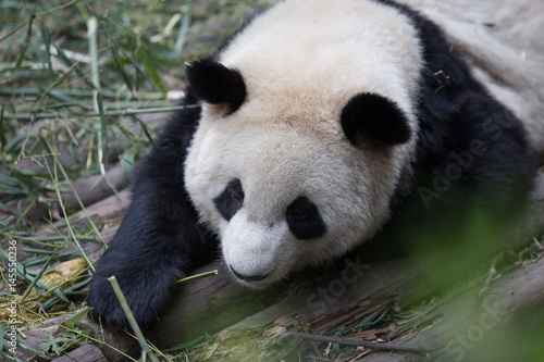 Fototapeta Naklejka Na Ścianę i Meble -  lovely giant panda in zoo