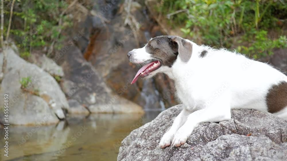 Cute Happy Dogs Sitting near Waterfall in Thailand. HD Slowmotion. Cute Happy Dogs Sitting near Waterfall in Thailand. HD Slowmotion.