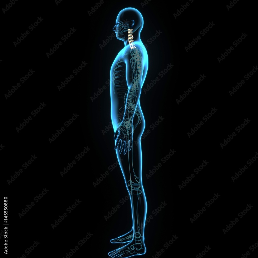 3d illustration human body cervical spine 3d illustration human body cervical spine