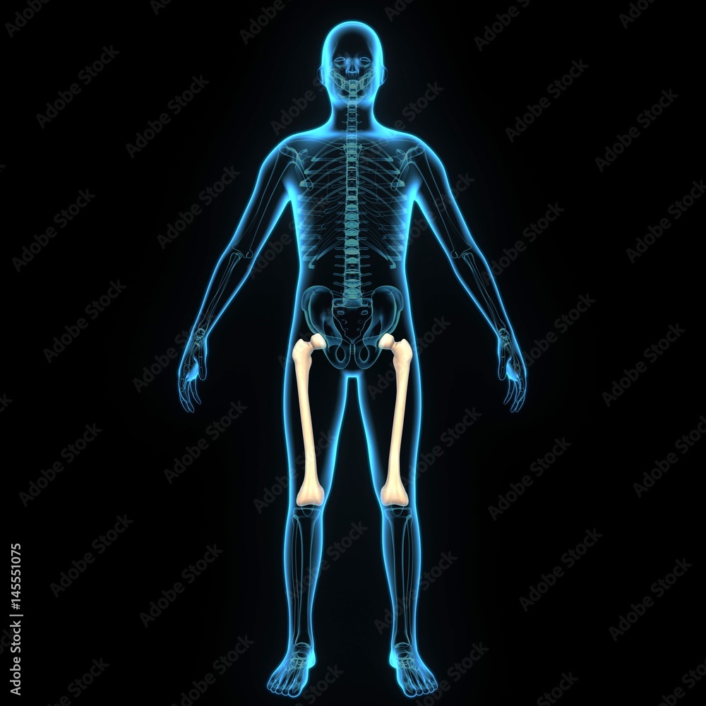 3d illustration human body femur 3d illustration human body femur