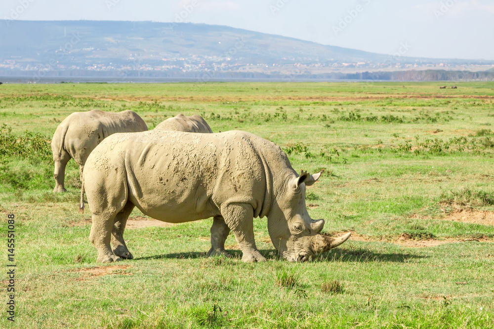 Fototapeta premium Pack of white rhino
