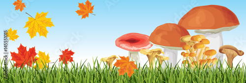 set of nine mushrooms with grass
