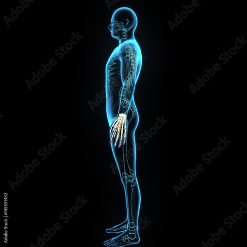 3d illustration human body hand bone © PIC4U