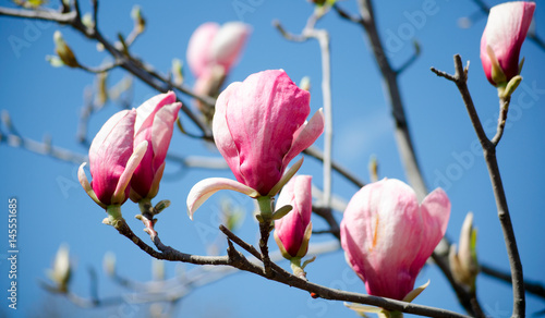 Magnolia tree blossom. Closeup view of purple pink blooming magnolia. Beautiful spring bloom. Delicate magnolia flowers. photo