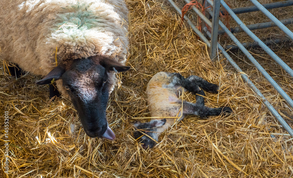 Formed Sheep Sheep ewe licks her lamb after giving birth in order to claim it as her ...