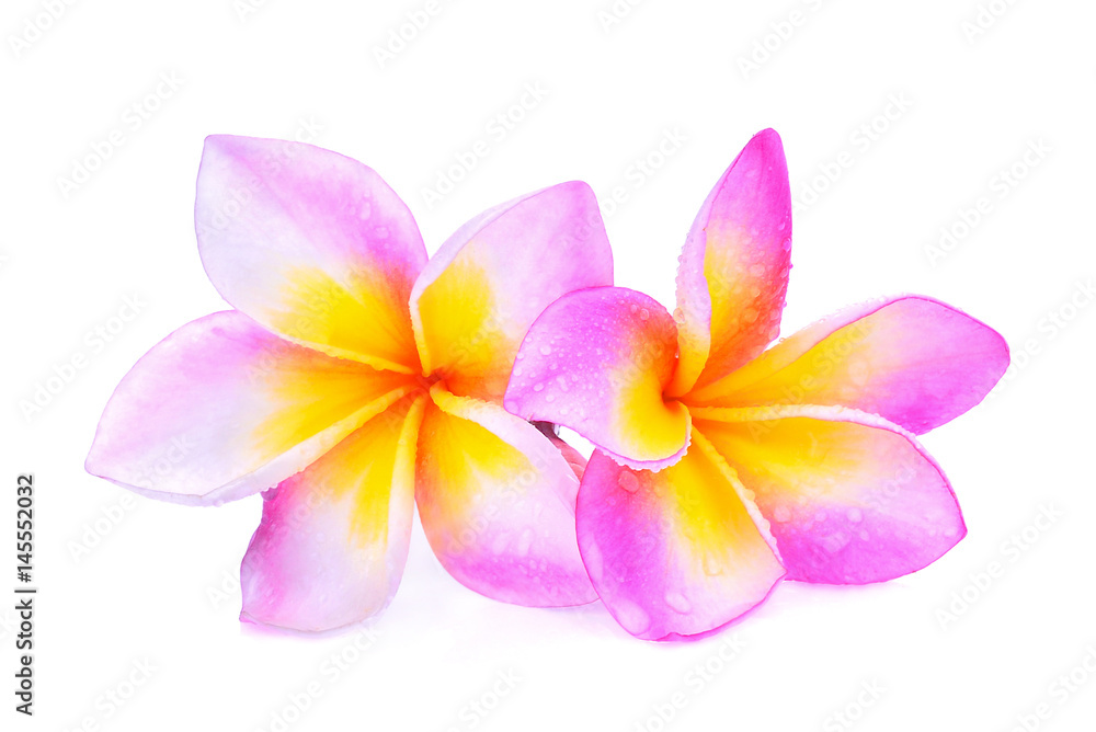 Obraz premium frangipani flowers with water drop isolated on white background