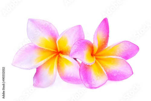 frangipani flowers with water drop isolated on white background