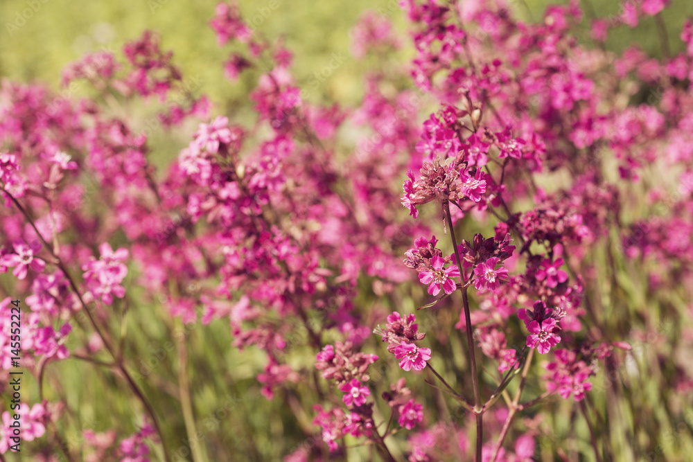 Flowers Viscaria
Flowers Viscaria