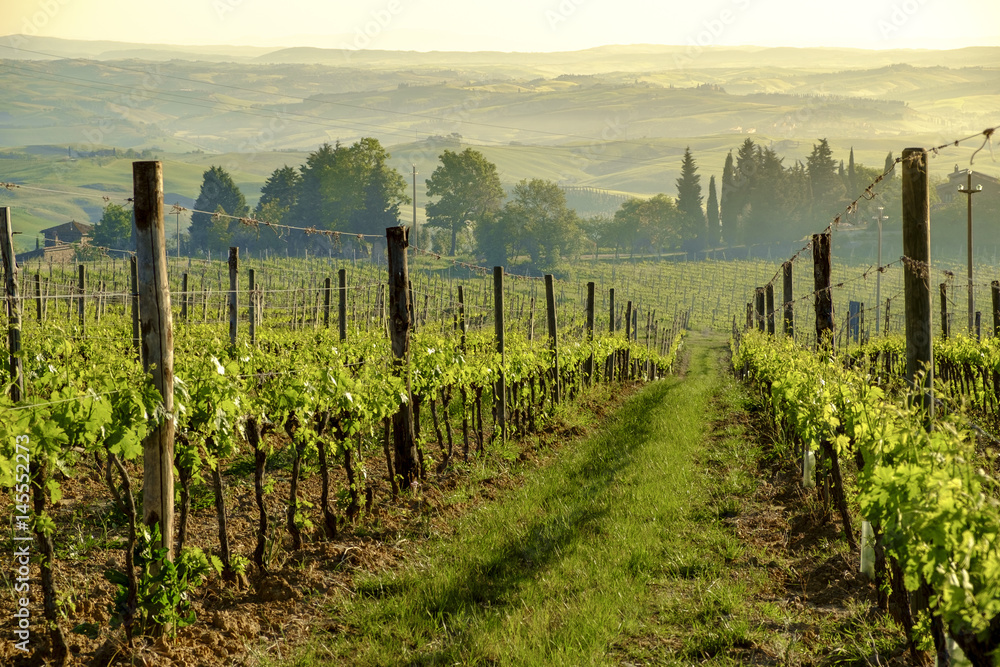 Fototapeta premium Landscape around Montalcino Tuscany
