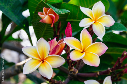 Wallpaper Mural Champa Laos flower Torontodigital.ca