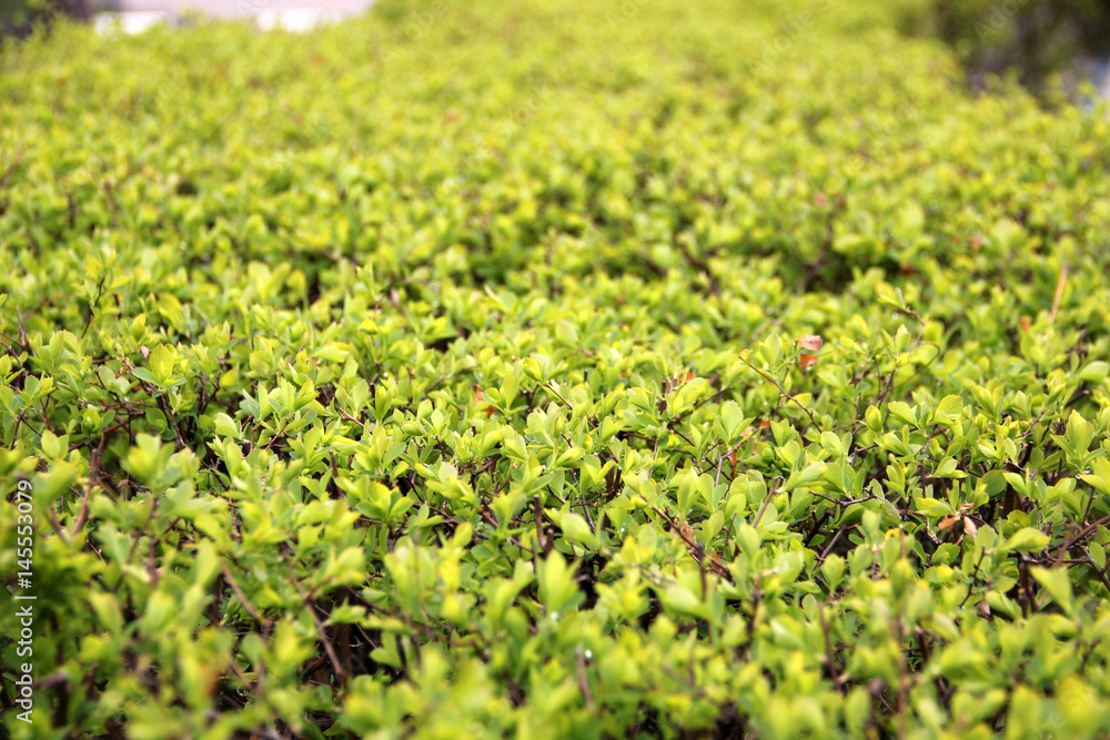 Young green leaves, background