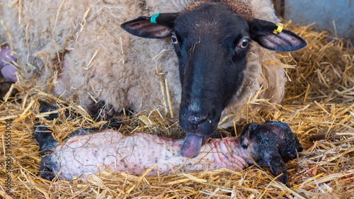 Tableau sur toile Sheep ewe licks her lamb after giving birth in order to claim it as her own and form the bond a perant has with their offspring