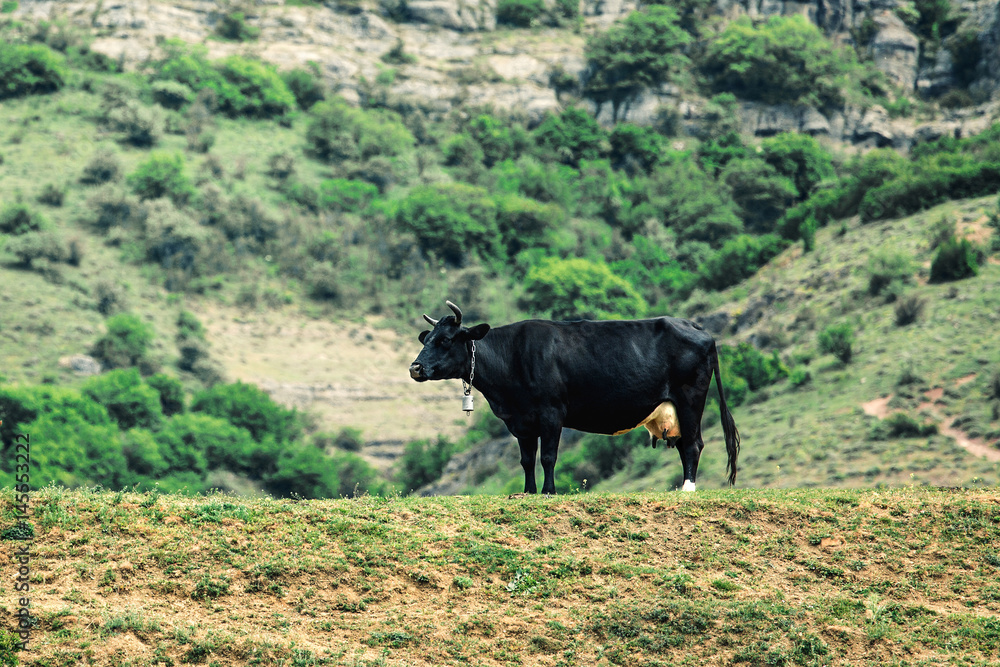 Pasture in the mountains.