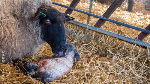 Sheep ewe licks her lamb after giving birth in order to claim it as her own and form the bond a perant has with their offspring.