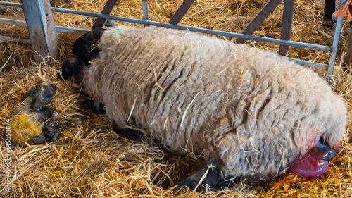 Sheep ewe licks her lamb after giving birth in order to claim it as her own and form the bond a perant has with their offspring.