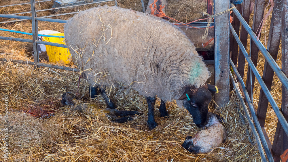 Sheep Offspring Foto de Sheep ewe licks her lamb after giving birth in order to claim ...