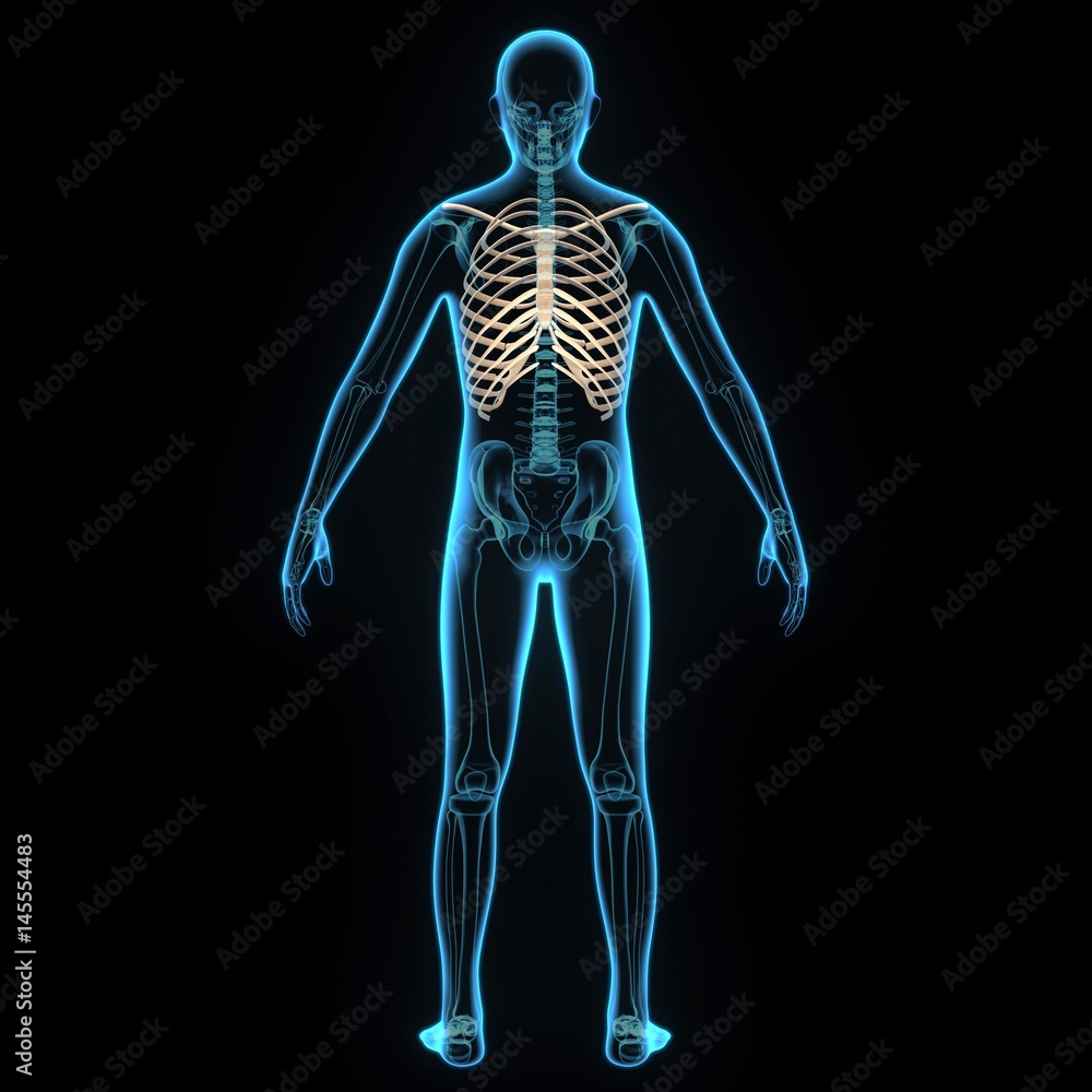 3d illustration human body ribs cage 3d illustration human body ribs cage